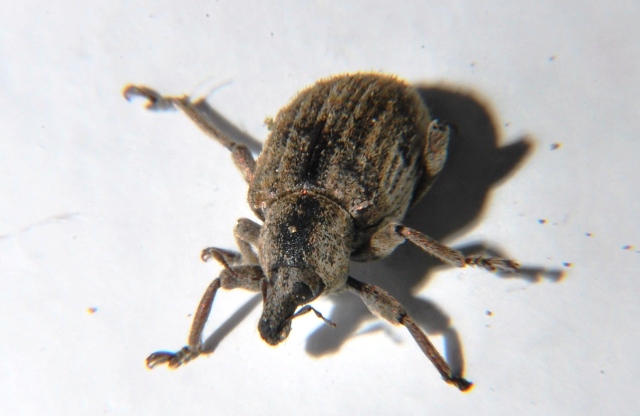 Curculionidae:   cfr. Brachypera  zoilus